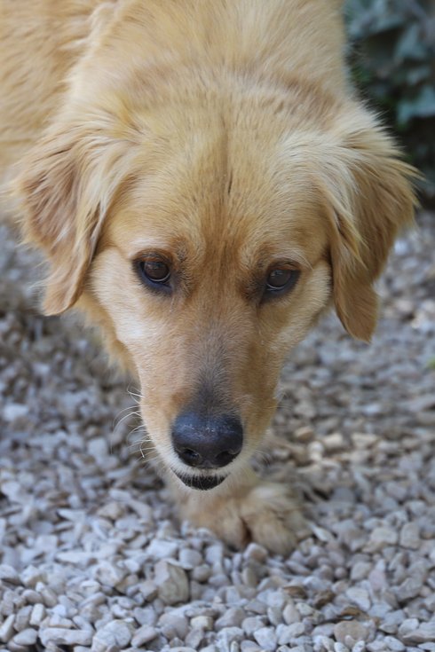 LADY - golden retriever 5 ans - Refuge de Jouvence à Messigny (21) Resize=490