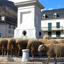 Transhumance � Laruns