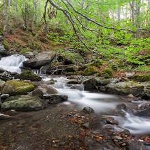 For�t dans les Pyr�n�es