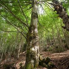 Magnifique for�t dans les Hautes-Pyr�n�es