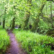 De belles couleurs vertes dans cette for�t de Huelgoat