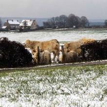 LES GNISSES DU FAUBOURG ST JACQUES