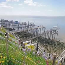 Fleurs et cabanons en face de Talmont sur Gironde