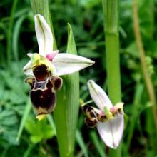 Ophrys becasse Orchidac�e terrestre europ�enne