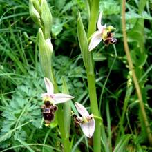 Ophrys becasse Orchidac�e terrestre europ�enne lors d'une randonn�e � Estaing en Aveyron