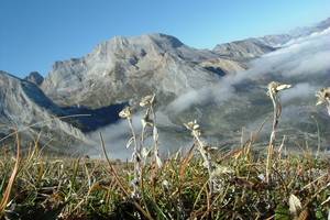 Edelweiss