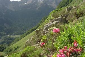 Rhododendrons  1650 mtres