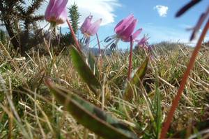 Photo : Erythrone Erythrone
