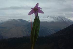 Photo : Erythrone Erythrone
