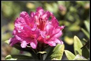 Rhododendron   ferrugineum