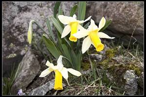 Jonquilles