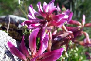 Photo : Réglisse des Montagnes Réglisse des Montagnes