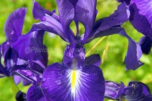 Iris xiphode
