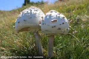 Photo : Coulemelle Coulemelle