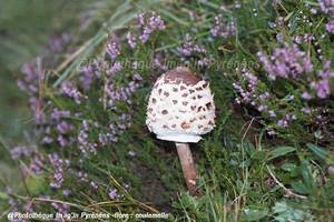 Photo : Coulemelle Coulemelle