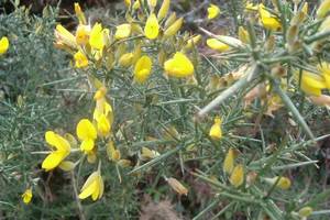 Photo : Ajonc d'Europe Ajonc d'Europe