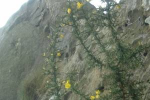 Photo : Ajonc d'Europe Ajonc d'Europe