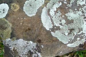 Photo : Lichen Lichen