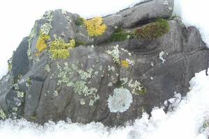 Photo : Lichen Lichen