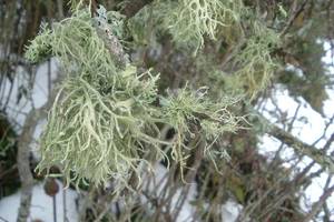 Photo : Lichen Lichen
