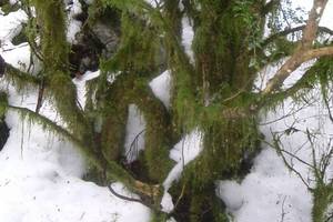 Photo : Lichen Lichen
