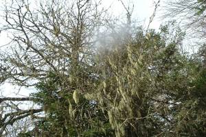 Photo : Lichen Lichen