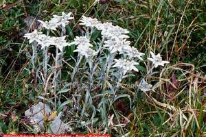  Edelweiss