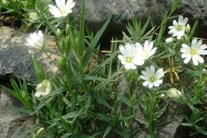 Stellaire holost�e