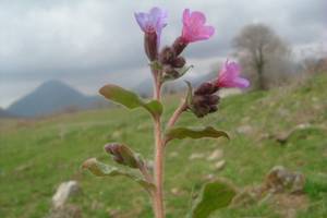 Pulmonaire  feuilles lancoles