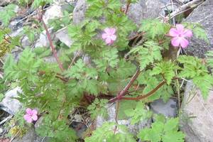 Granium Herbe  Robert