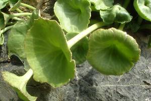 Nombril de Vnus