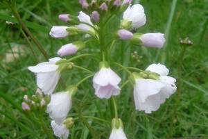 Photo : Cardamine des près Cardamine des près