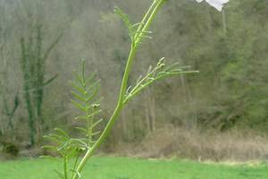 Photo : Cardamine des près Cardamine des près