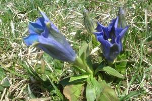 Gentiane acaule