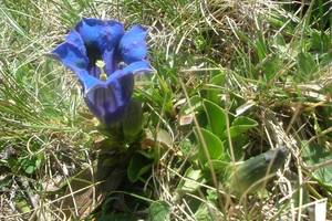 Gentiane acaule