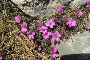 Photo : Saxifrage à feuilles opposées Saxifrage à feuilles opposées