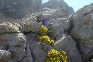 Androsace de vitaliano