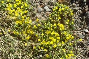 Androsace de vitaliano