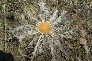Carline  feuilles d'Acanthe