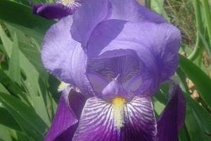 Iris des Pyrnes