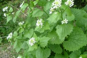 Alliaire officinale