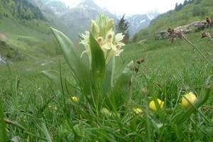 Orchis sureau