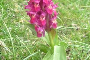Orchis sureau
