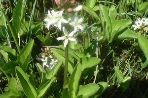 Mnyanthe  trois folioles