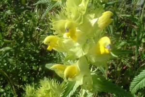 Rhinanthe