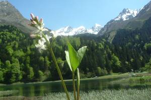 Mnyanthe  trois folioles