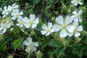 Potentille st�rile