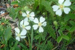 Potentille st�rile