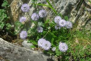 Globulaire à tige nue