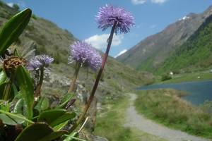 Globulaire à tige nue